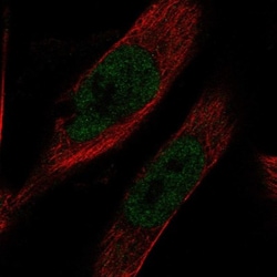 IMPACT Antibody, Novus Biologicals 25 &mu;L; Unlabeled:Antibodies, Polyclonal